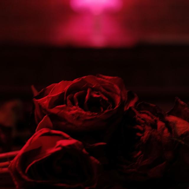 Album cover art for Roses