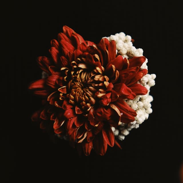 Album cover art for Je rêve de toi