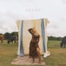 Suede
