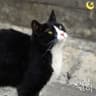 길냥이 Stray Cat