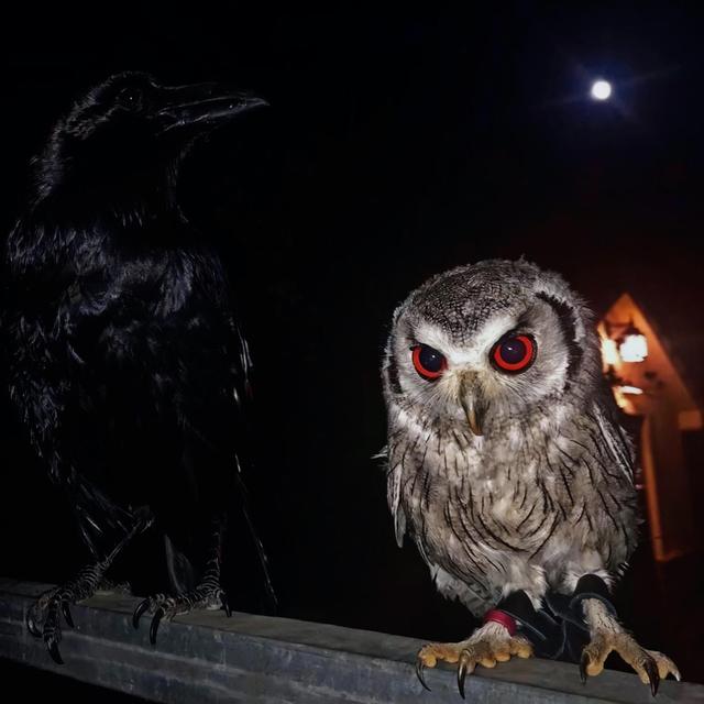 Album cover art for archives