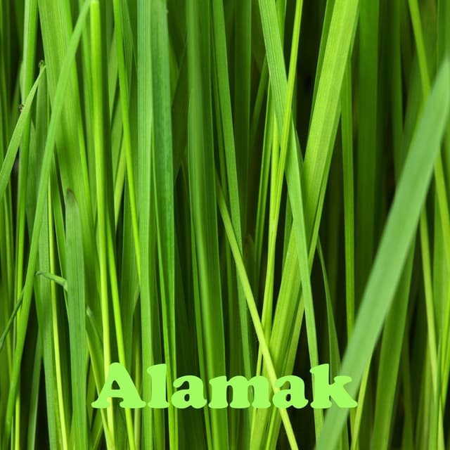 Album cover art for Alamak