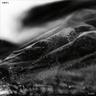 Dysthymian Dreams