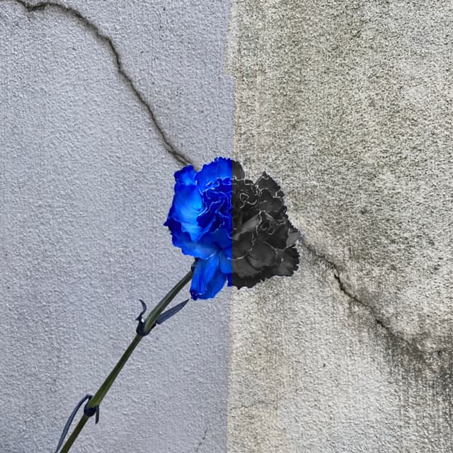 Album cover art for What is Love