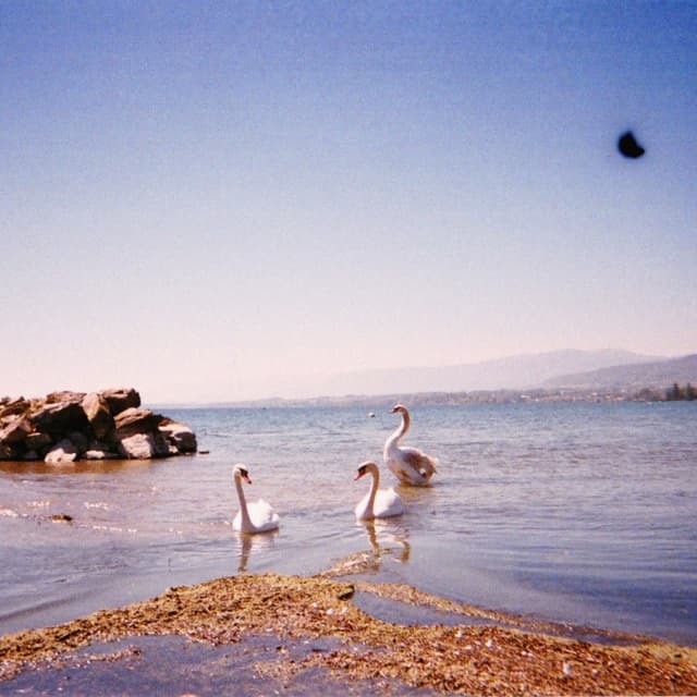 Album cover art for Loss Memory