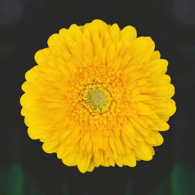 Album cover art for Сірники