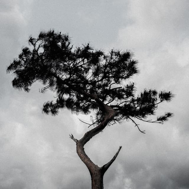 Album cover art for 要還
