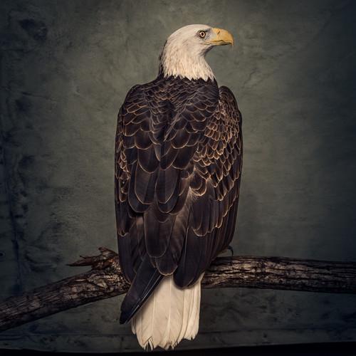 Album cover art for Book of Bad Decisions