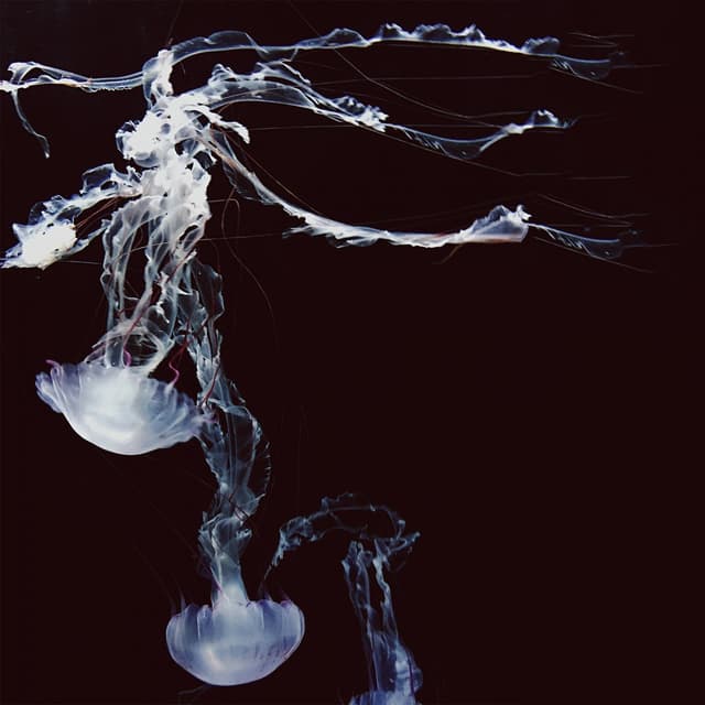 Album cover art for VANTABLACK