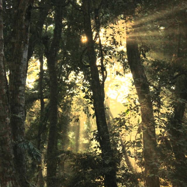 Album cover art for The Garden