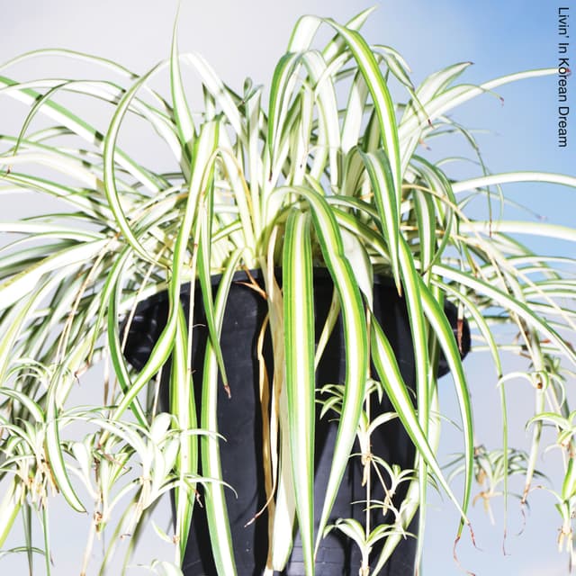 Album cover art for Korean Dream