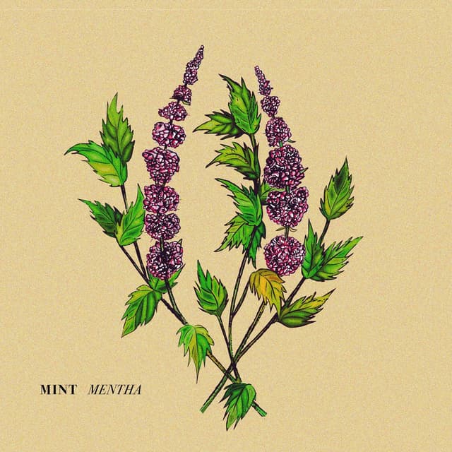 Album cover art for Mentha