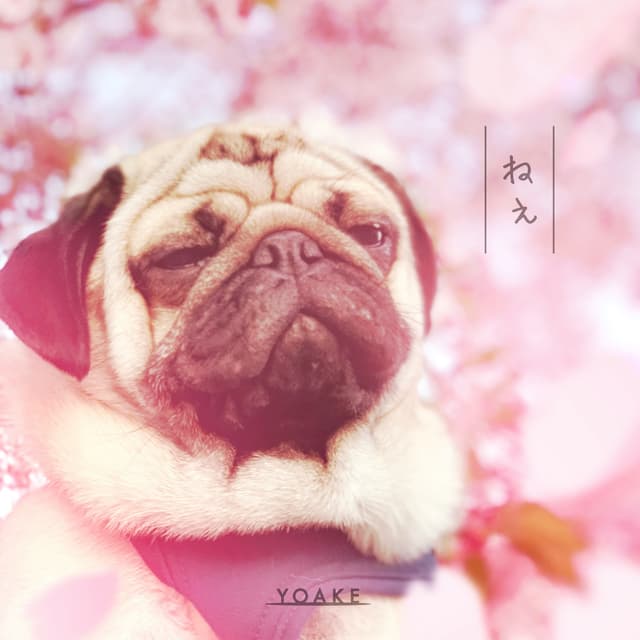 Album cover art for ねぇ
