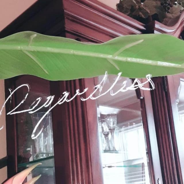 Album cover art for Regardless