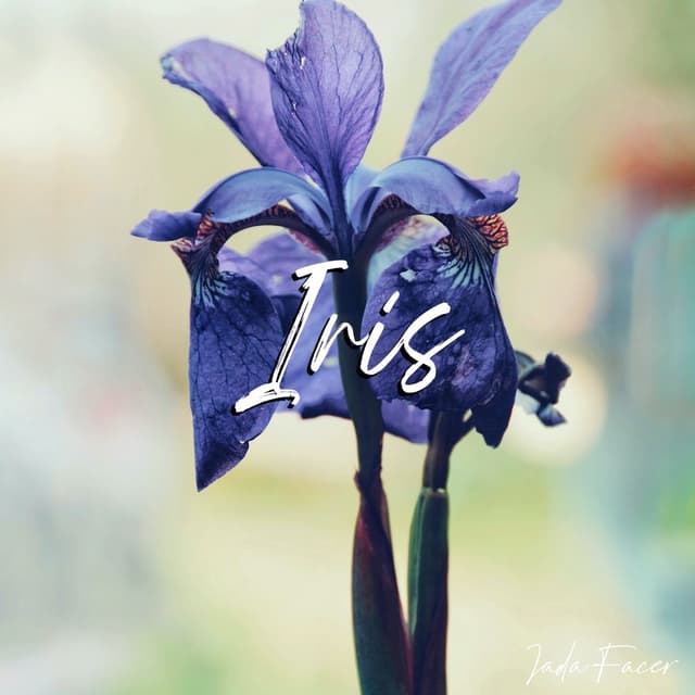 Album cover art for Iris