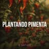 Plantando Pimenta