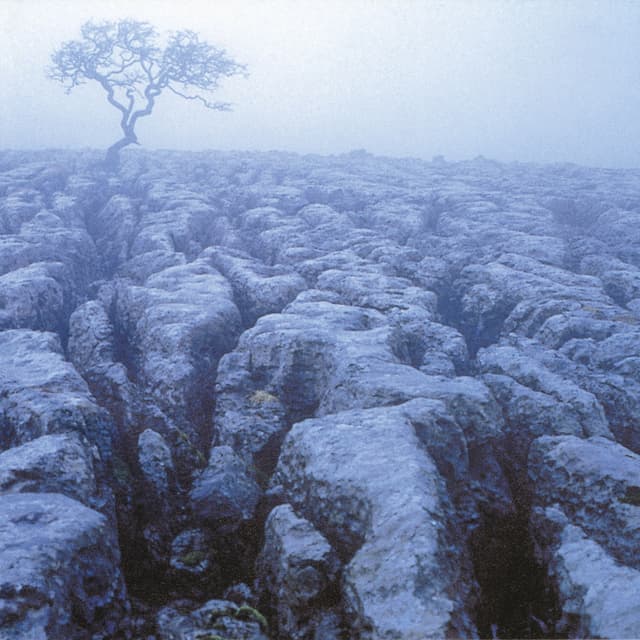 Album cover art for SINCE