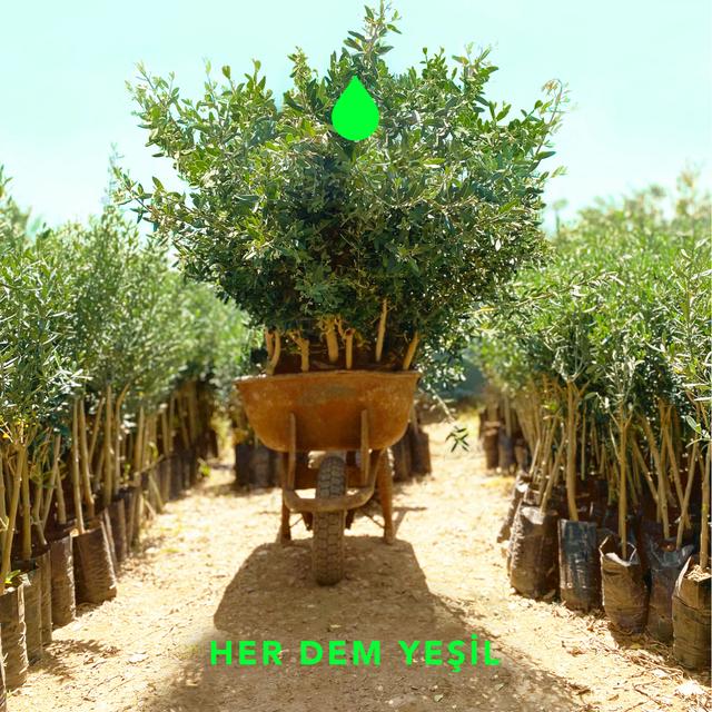 Album cover art for Sakin Ol (Her Dem Yeşil)